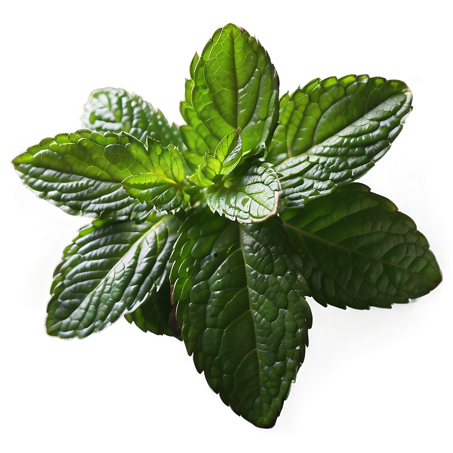 Peppermint Leaves Close-up Png Kdy17