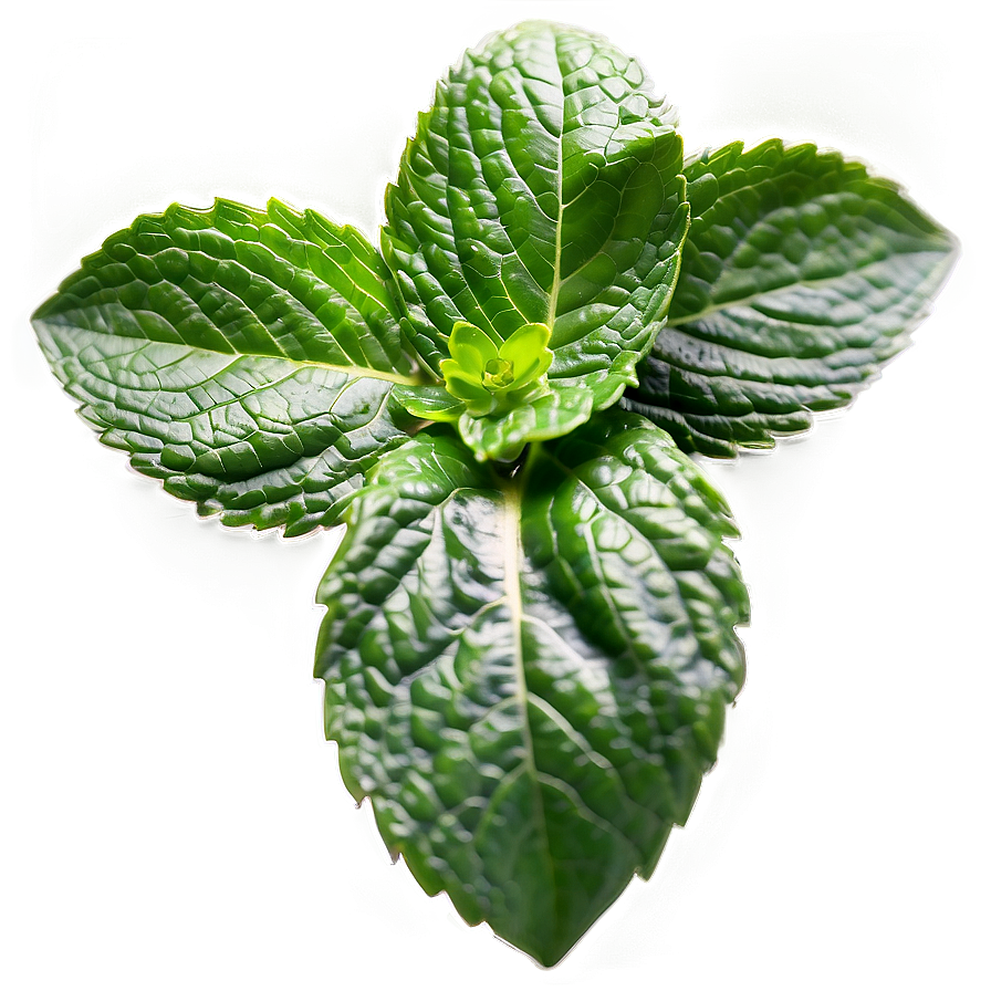 Peppermint Leaves Close-up Png Kxc33