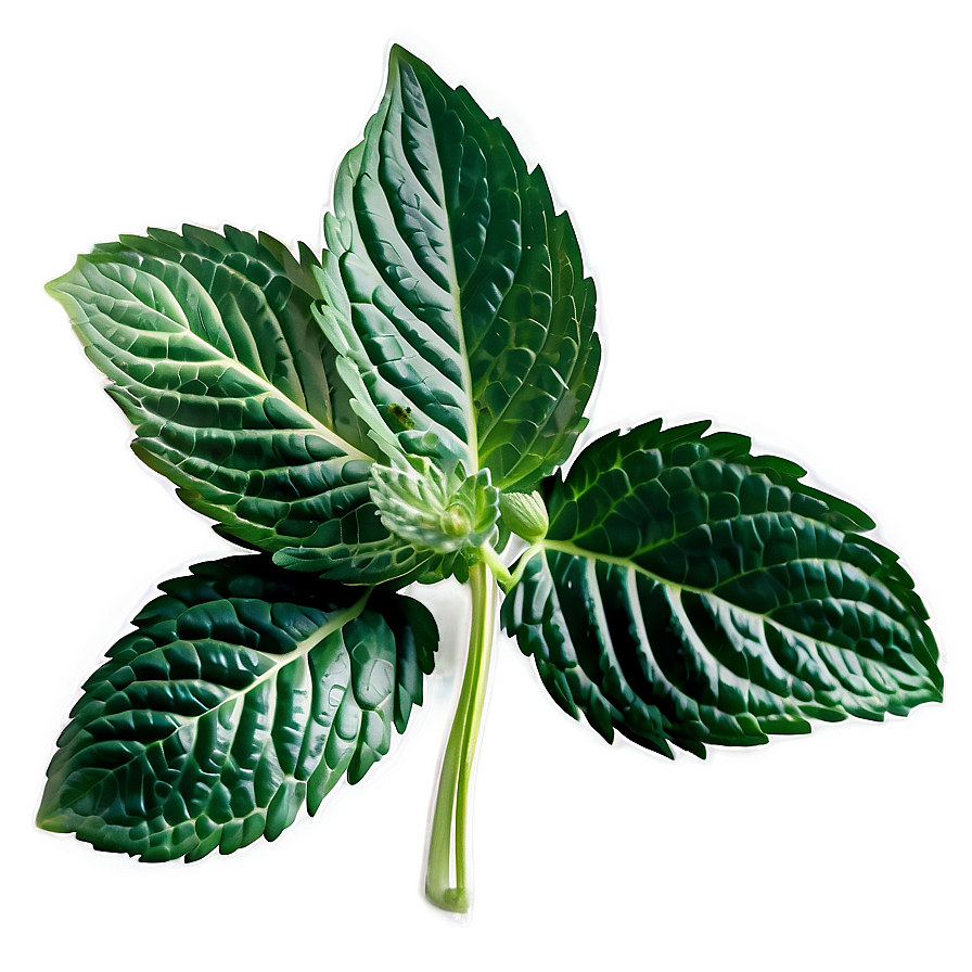 Peppermint Leaves Close-up Png Vkw