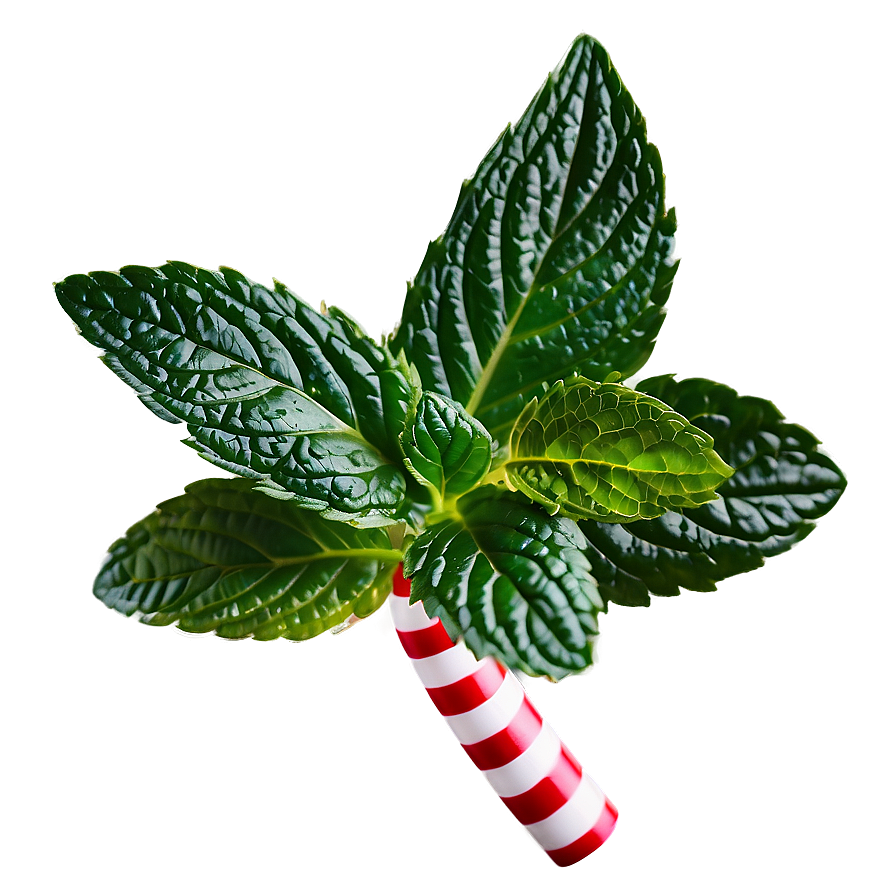 Peppermint Leaves Png 17