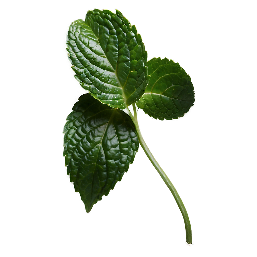 Peppermint Leaves Png 8