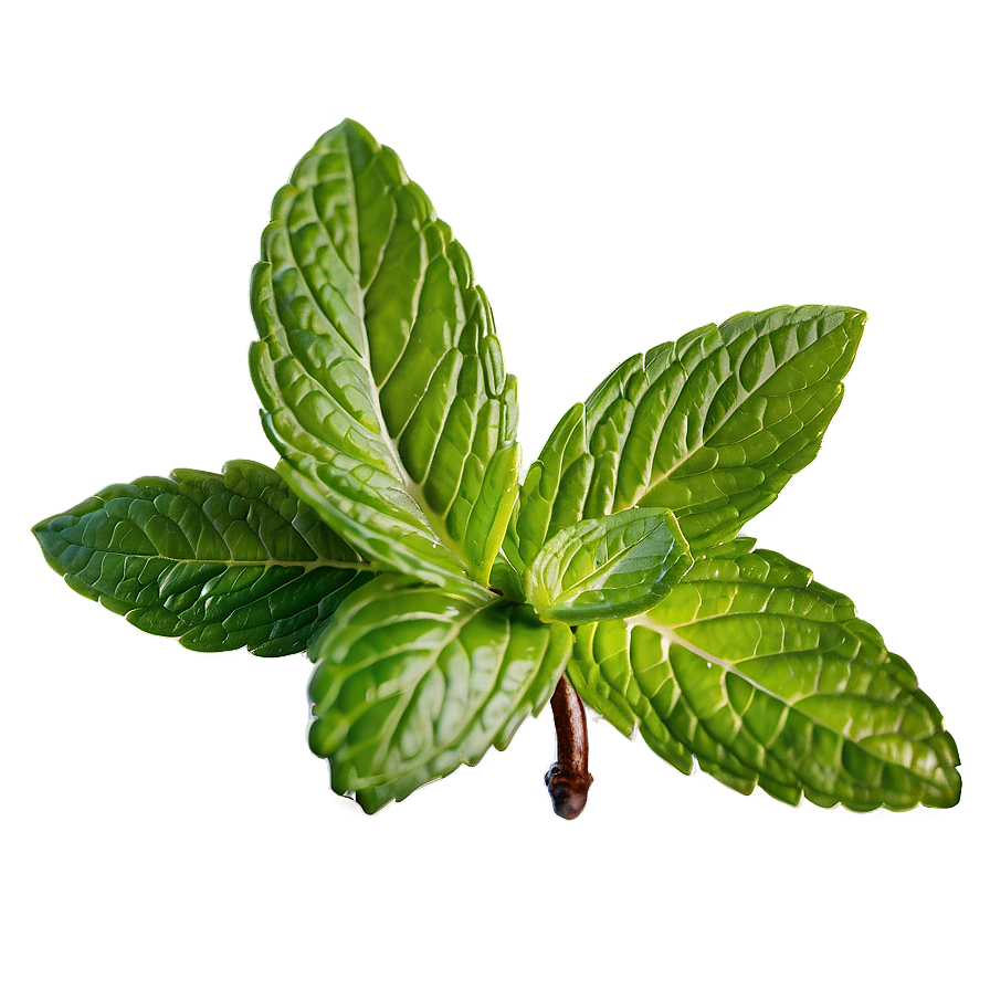 Peppermint Tea Leaf Png Ryh60