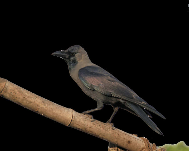 Perched Crow Black Background