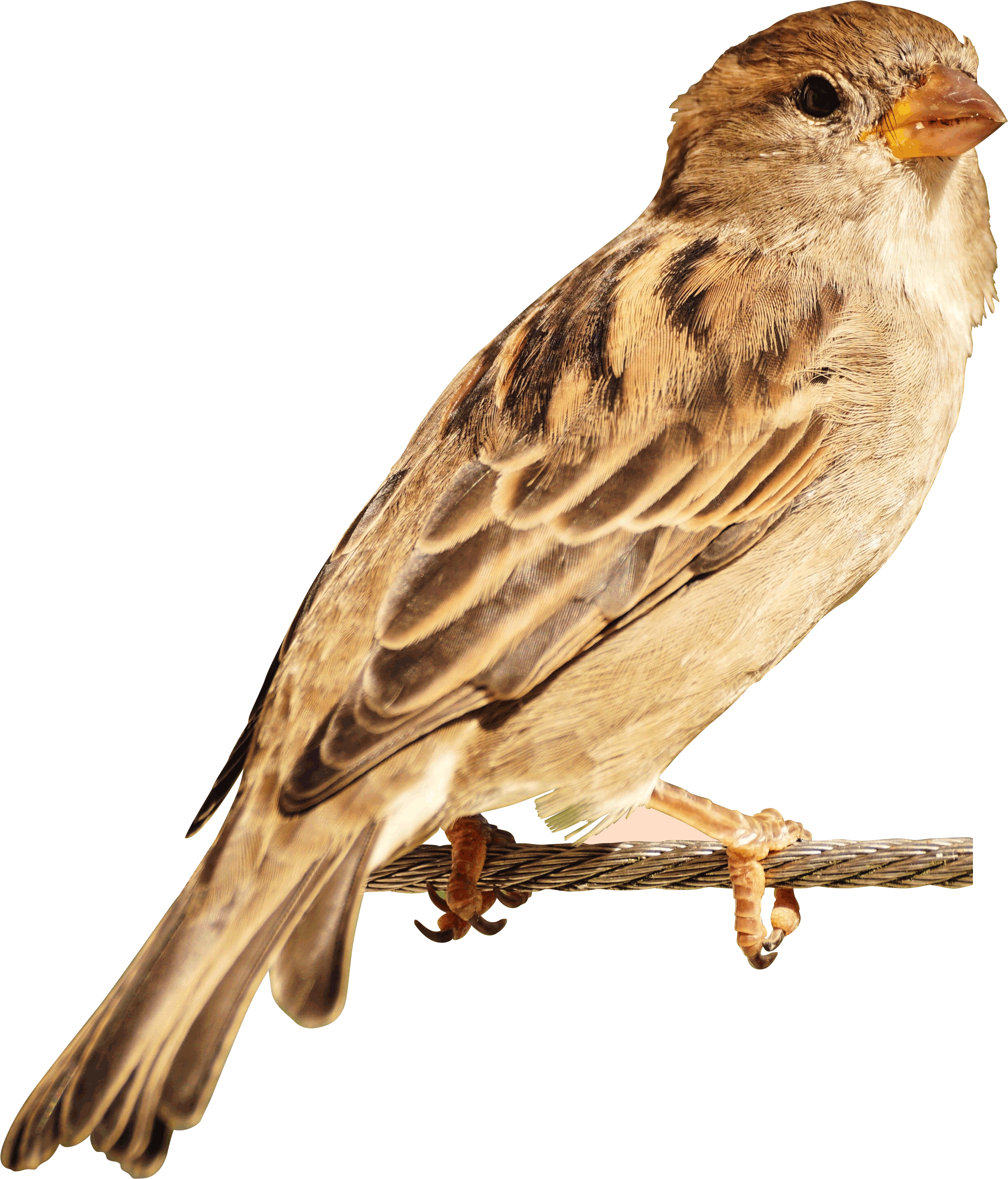 Perched House Sparrow.png