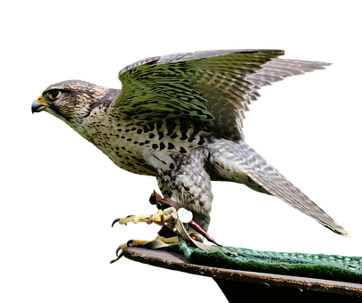 Peregrine Falcon Preparingfor Flight