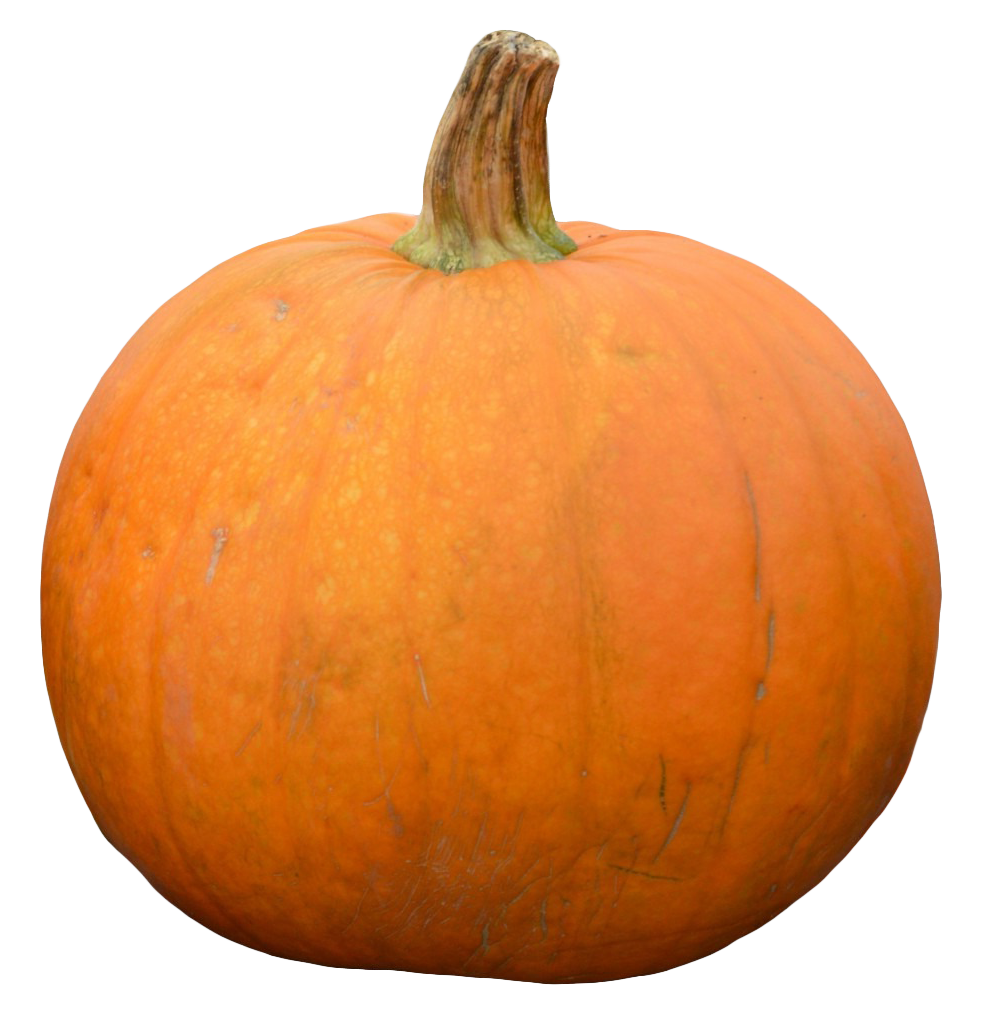 Perfect Orange Pumpkinon Gray Background.png