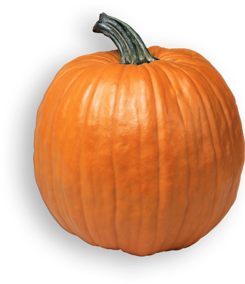 Perfect Orange Pumpkinon Gray Background.png