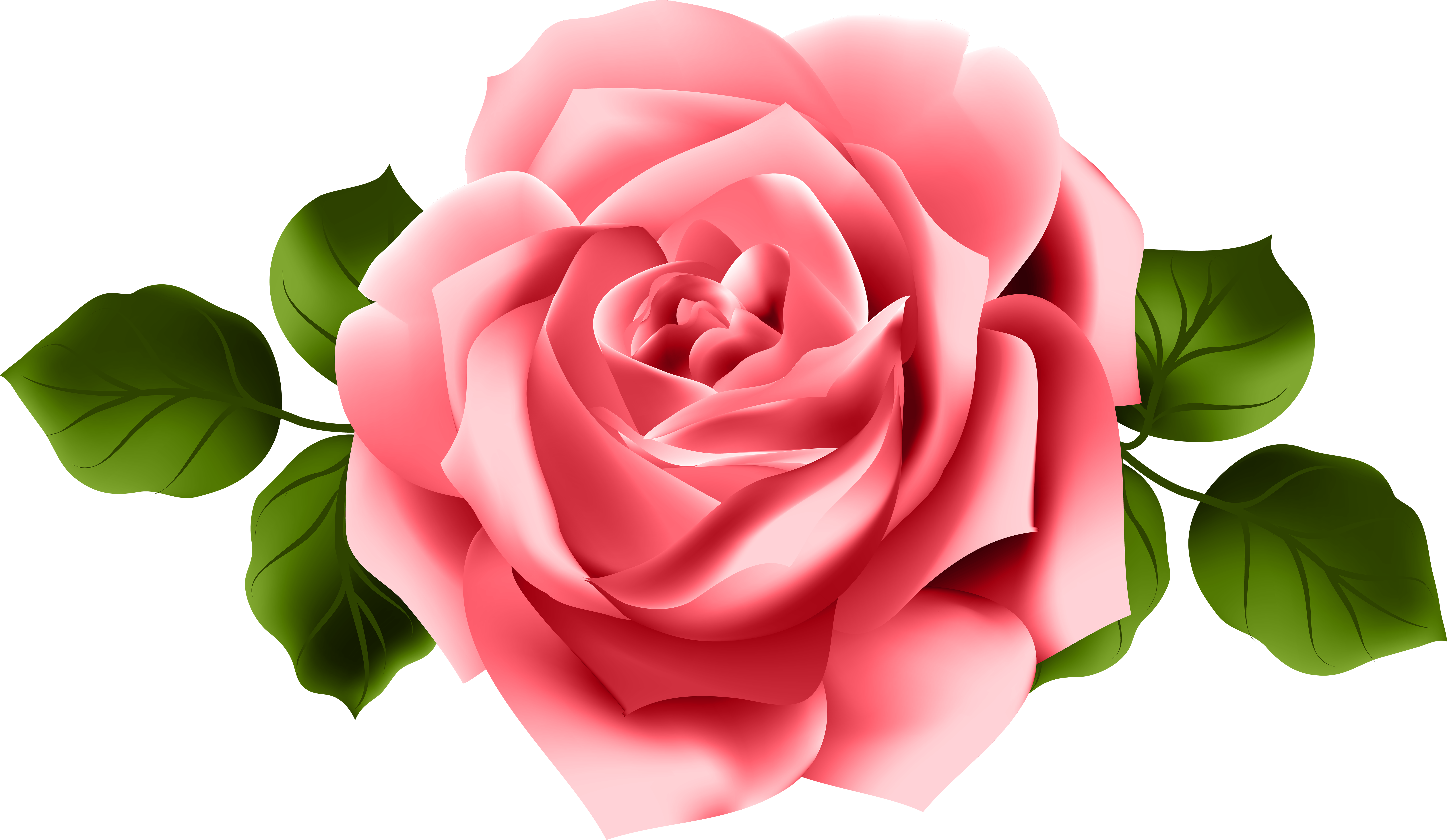 Perfect Pink Rose Illustration