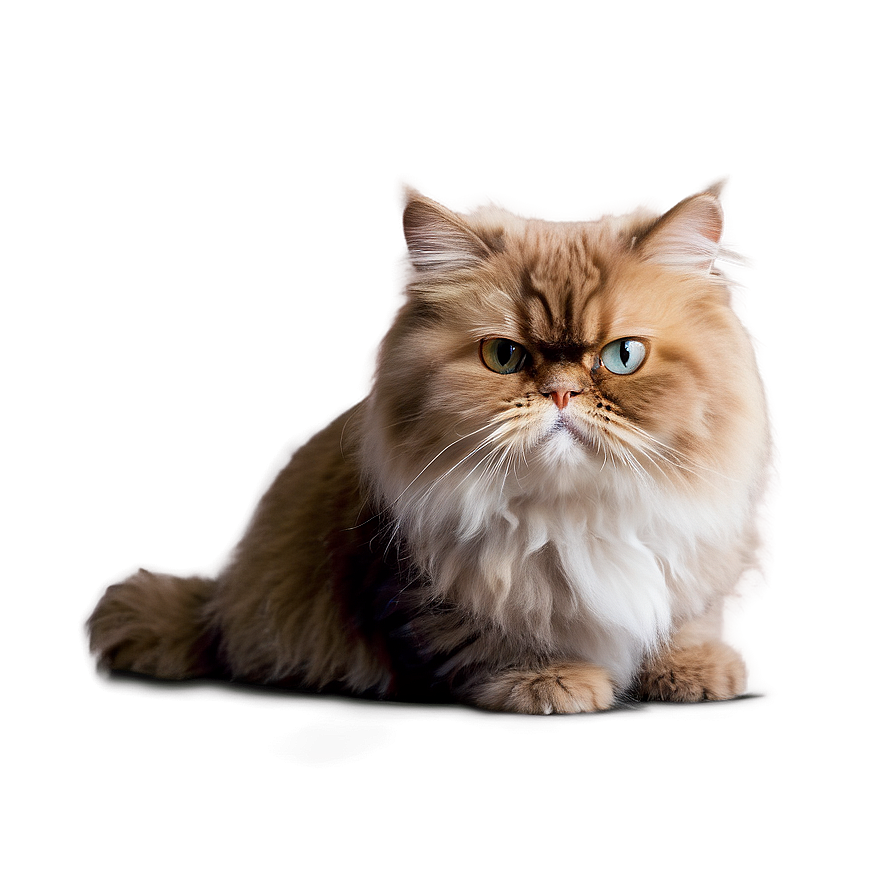 Persian Cat Picture Png Wdg10