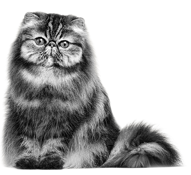 Persian Cat Portrait