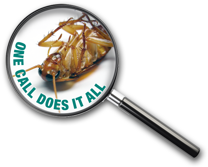 Pest Control Advertisement Cockroach Magnified