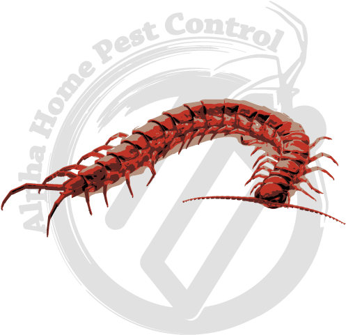 Pest Control Centipede Logo