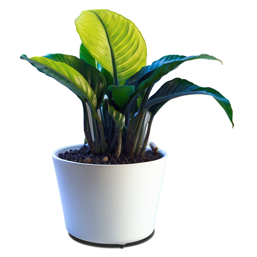 Pet-friendly Indoor Plants Png 06252024