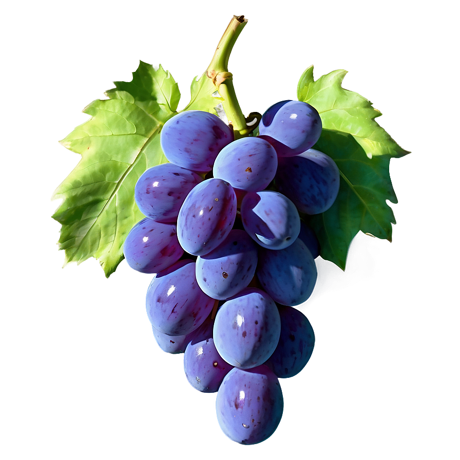 Photorealistic Grape Png Tlm