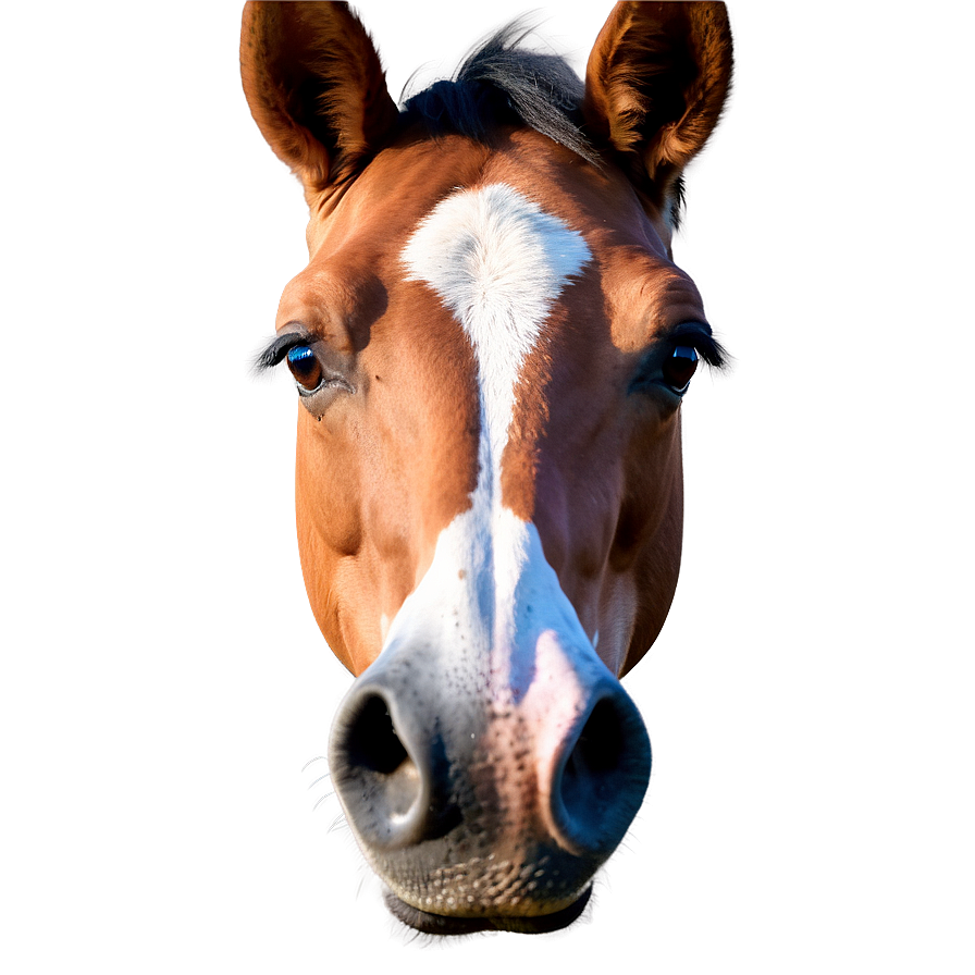 Photorealistic Horse Head Rendering Png 15