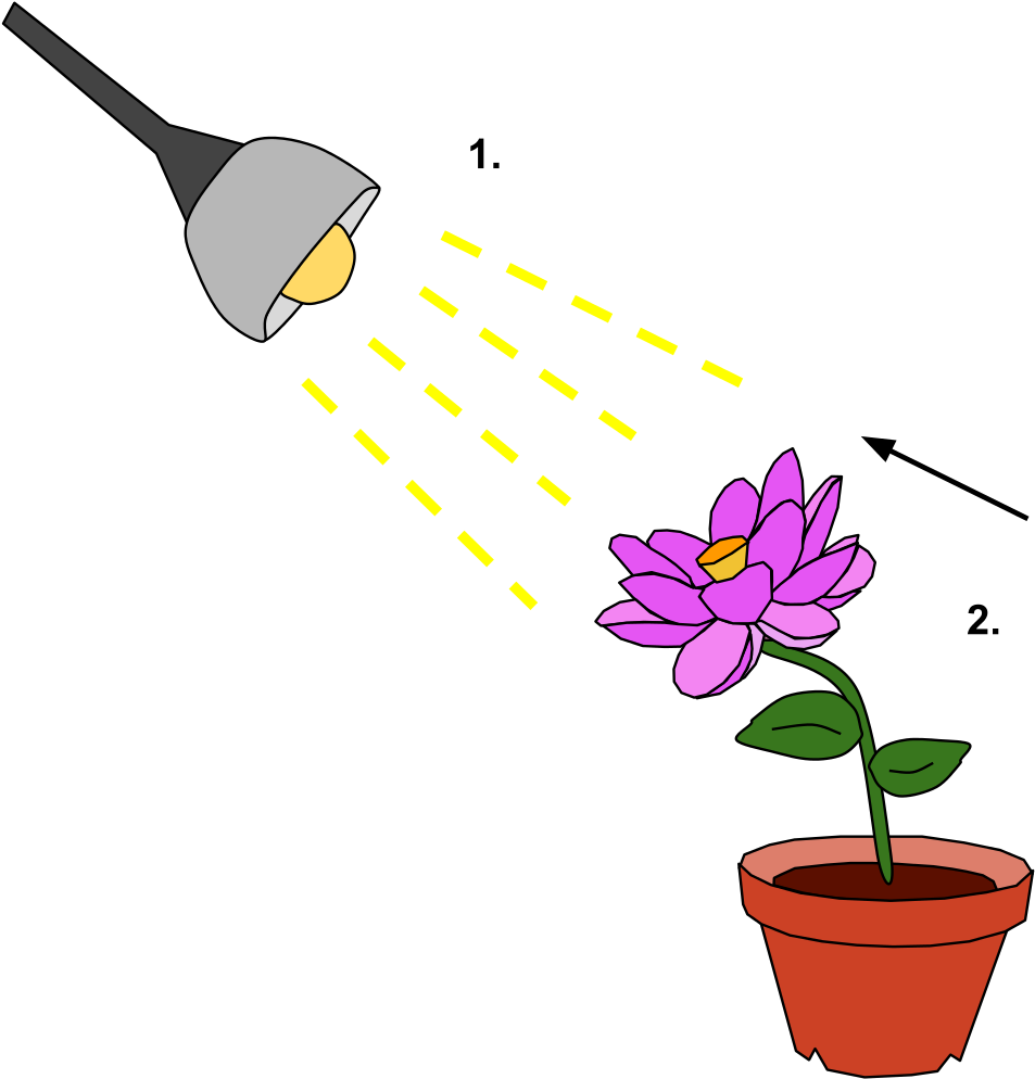 Photosynthesis Illustration