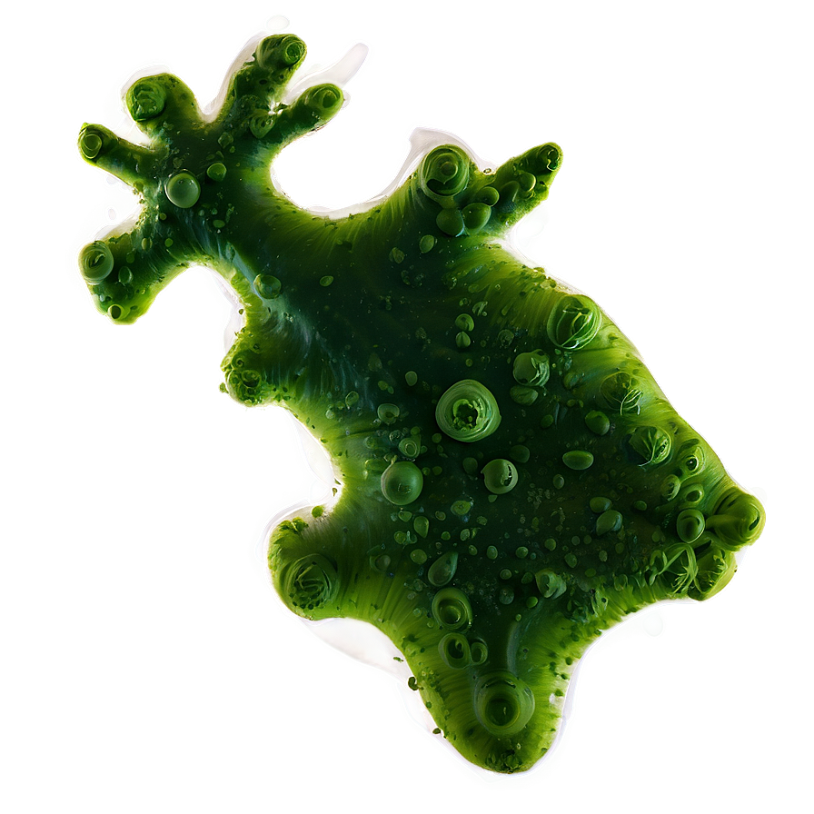 Phytoplankton Algae Png Xjj46