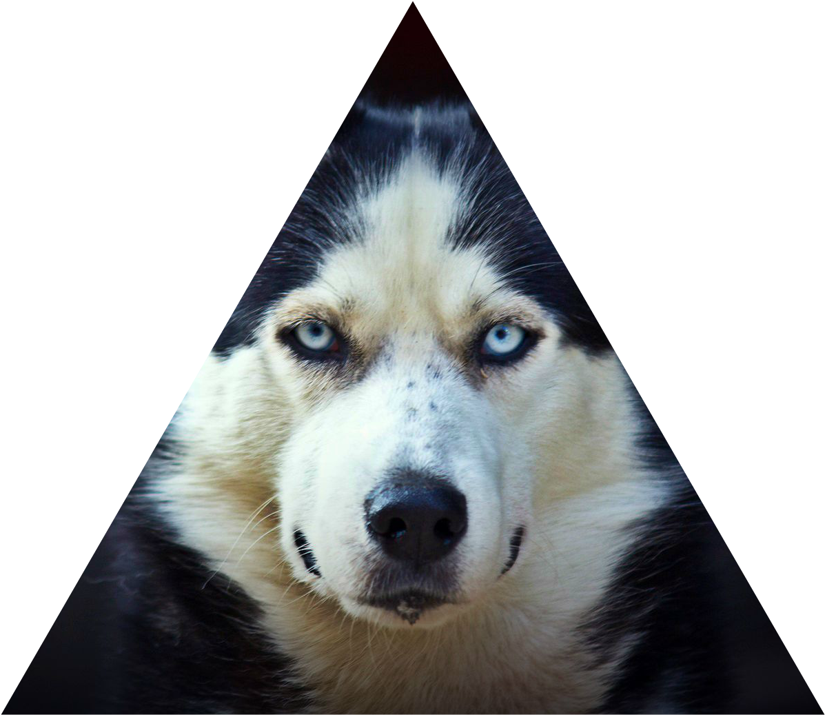 Piercing_ Gaze_ Husky_ Triangle_ Frame