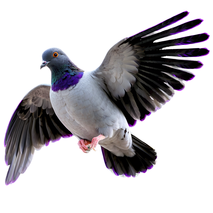 Pigeon Animated Png Wsx