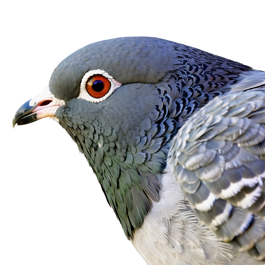 Pigeon Head Close-up Png 56