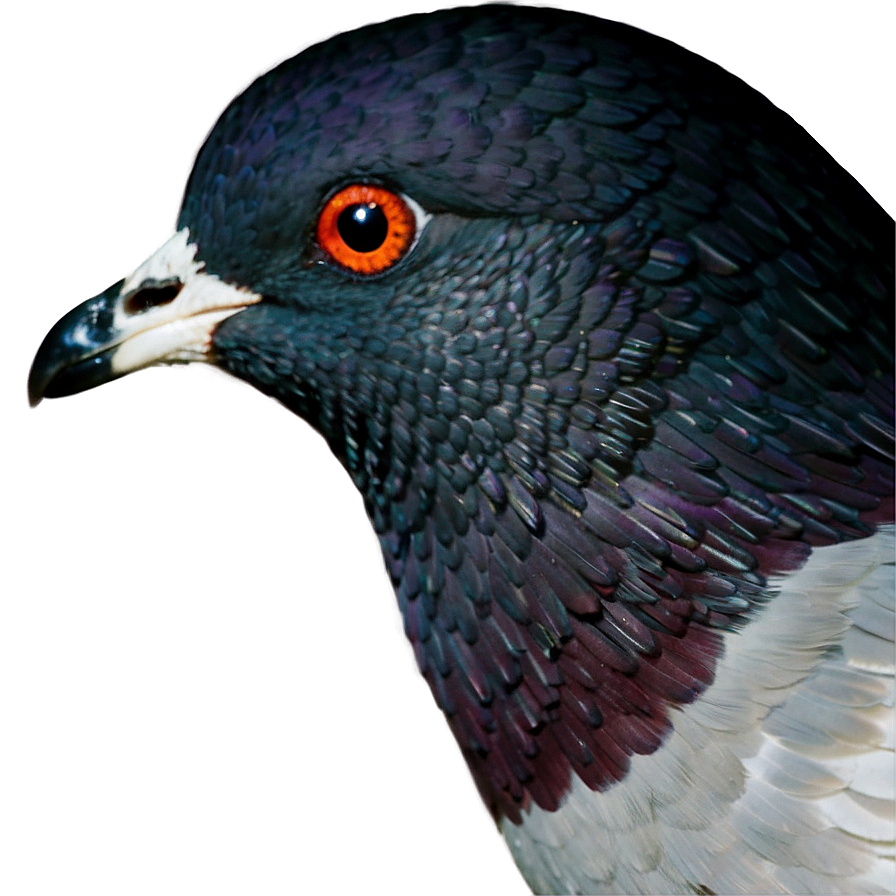 Pigeon Profile Png 92