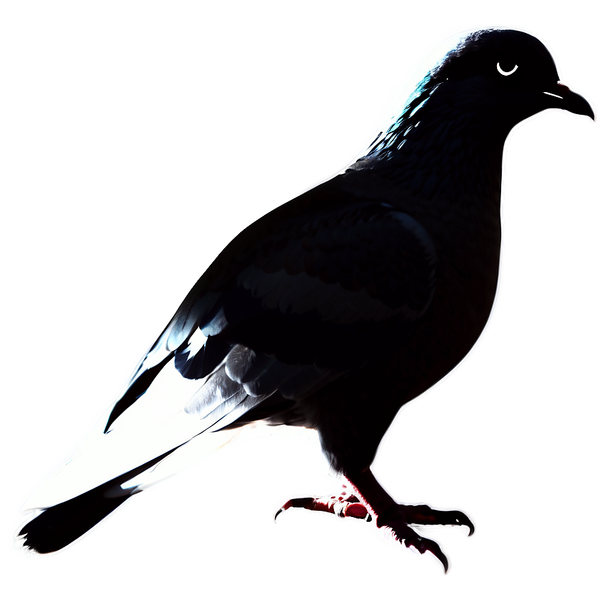 Pigeon Silhouette Png 42