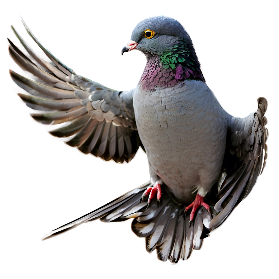 Pigeon Transparent Background Png 05242024