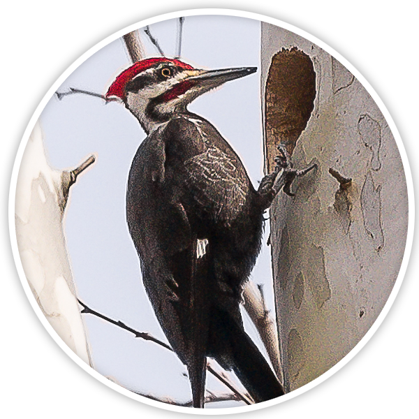 Pileated Woodpecker On Tree