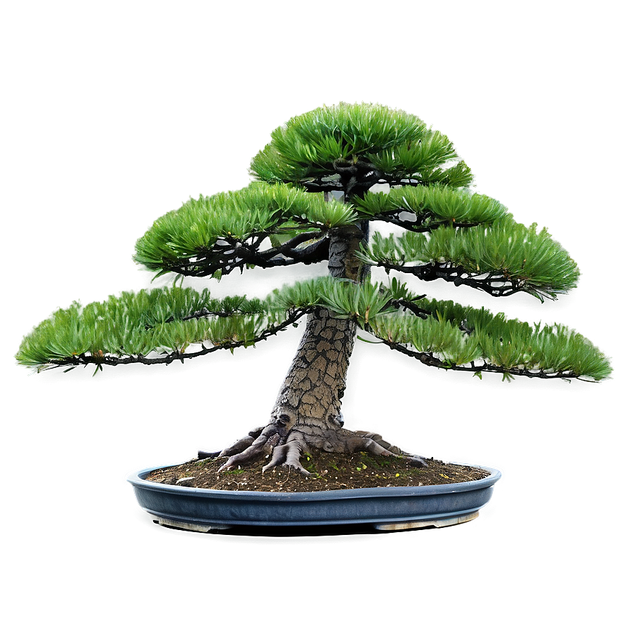 Pine Bonsai Tree Png 06202024