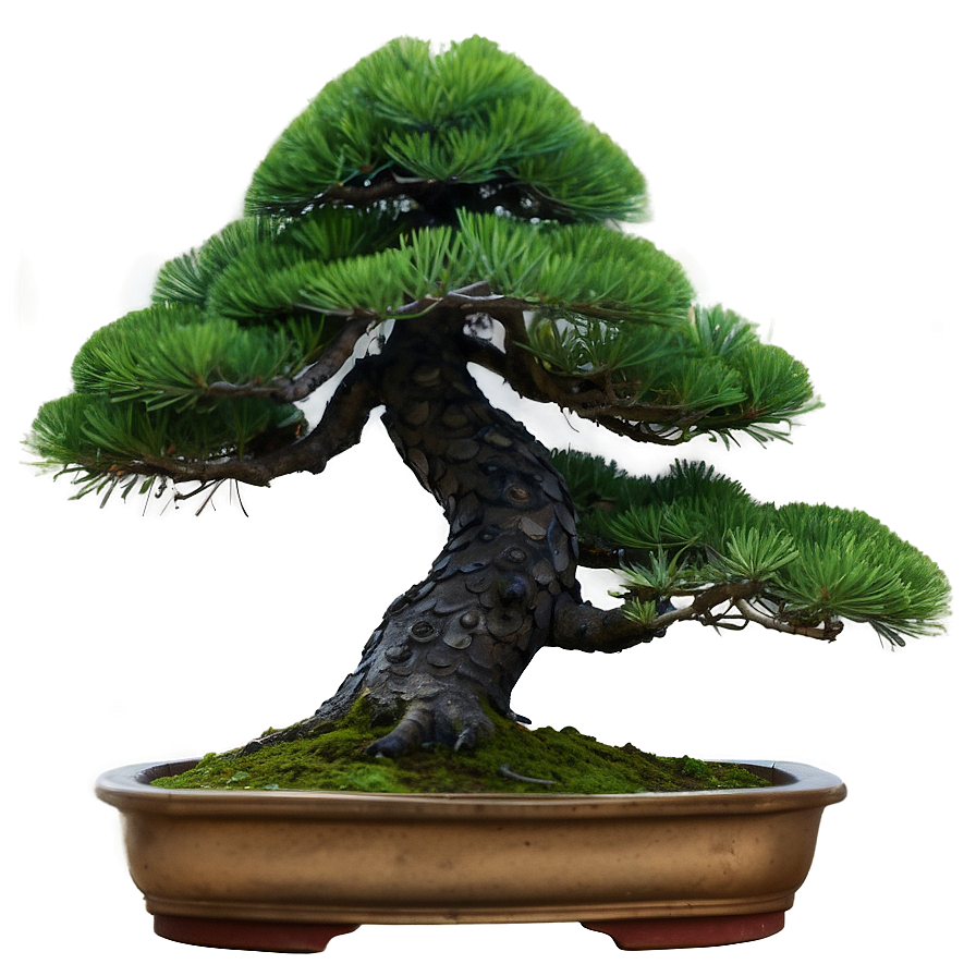 Pine Bonsai Tree Png 83