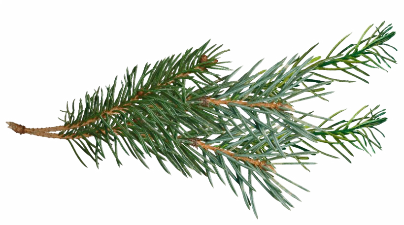 Pine Branch Green Needles.png