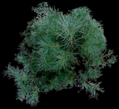 Pine Branch Top View Dark Background.jpg