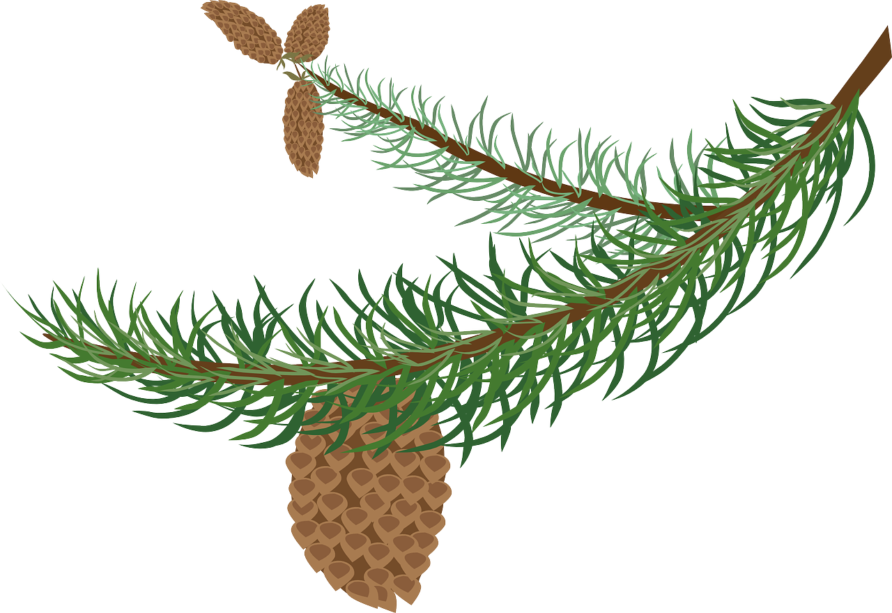 Pine Branchwith Cone