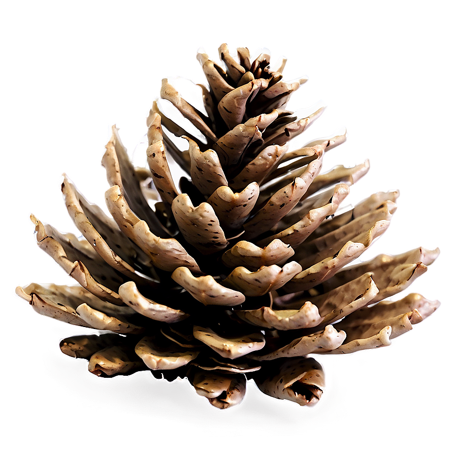 Pine Cone Bundle Png 06202024