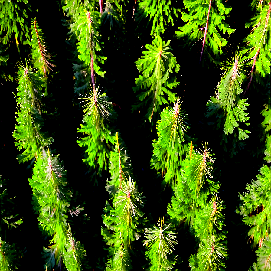 Pine Forest Aerial View Png Fij