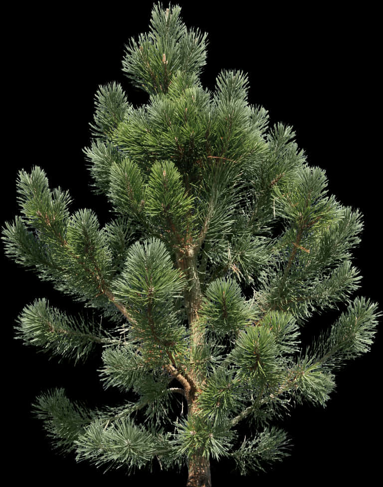 Pine_ Tree_ Isolated_on_ Black_ Background