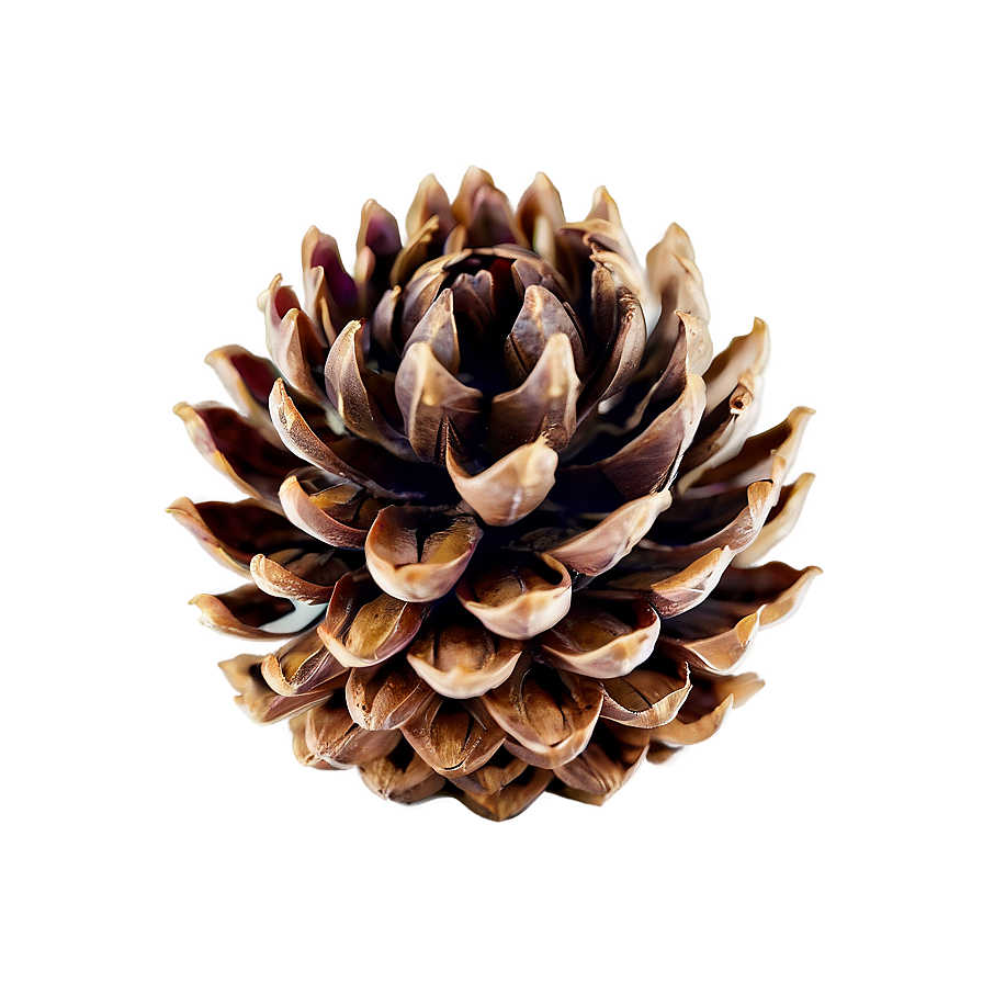 Pinecone Close-up Texture Png Baq98