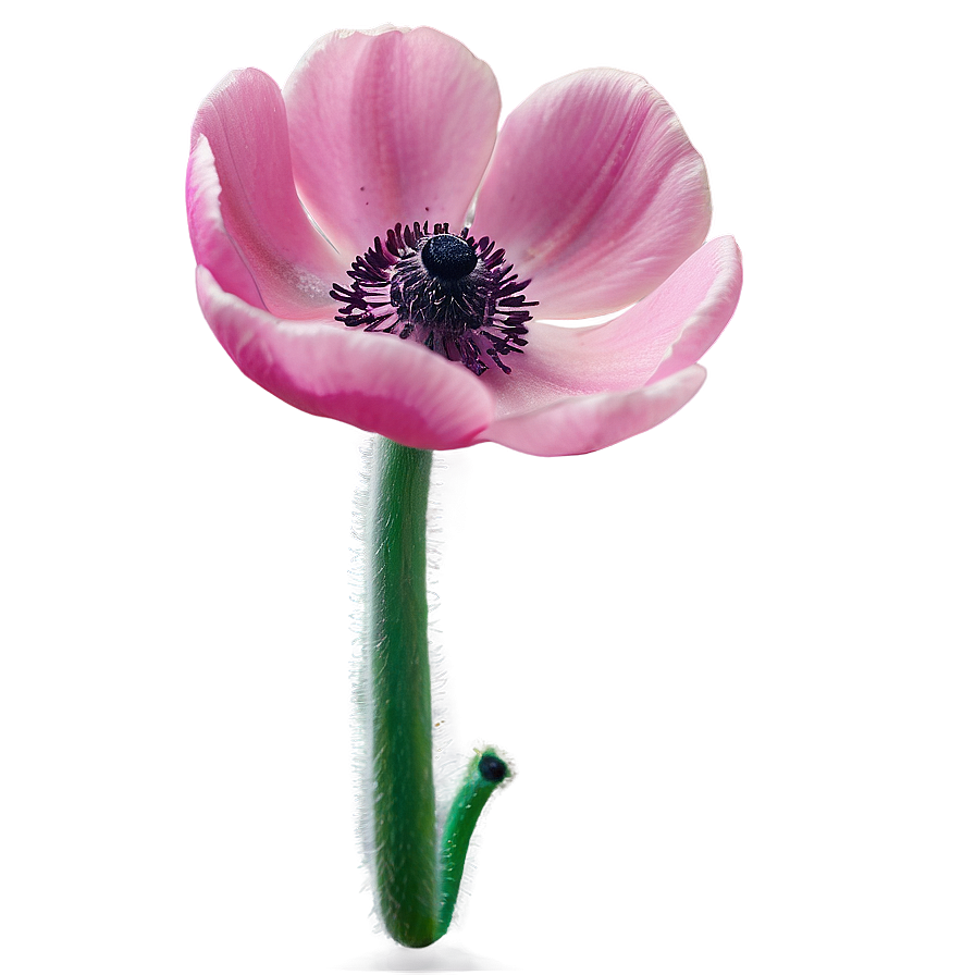 Pink Anemone Png Yil