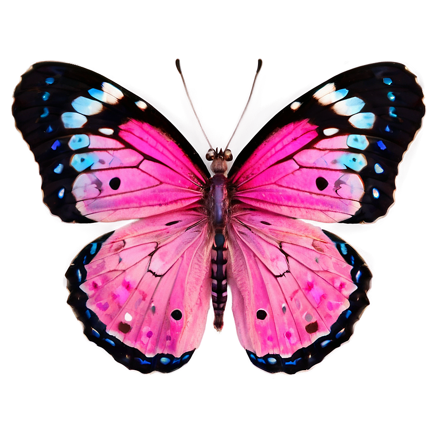 Pink Butterfly Captured Image Png 06212024