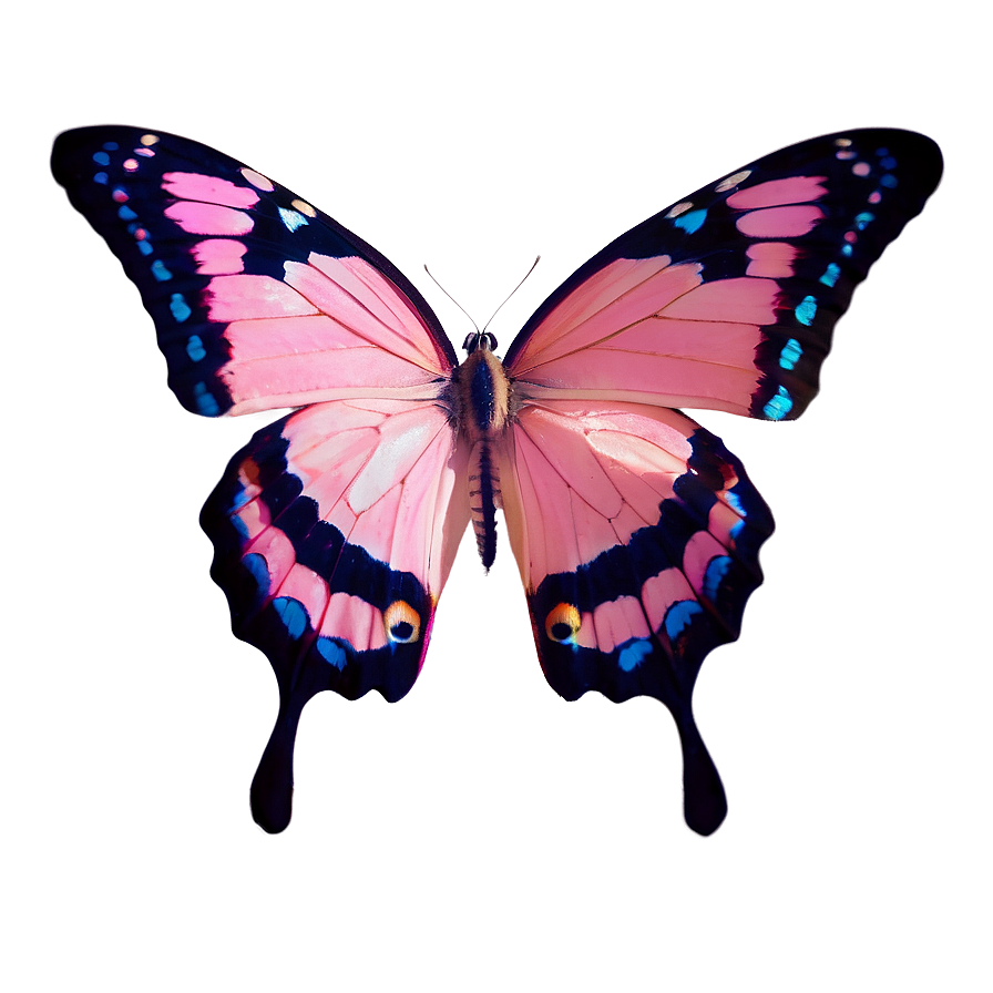 Pink Butterfly In Natural Light Png 06212024