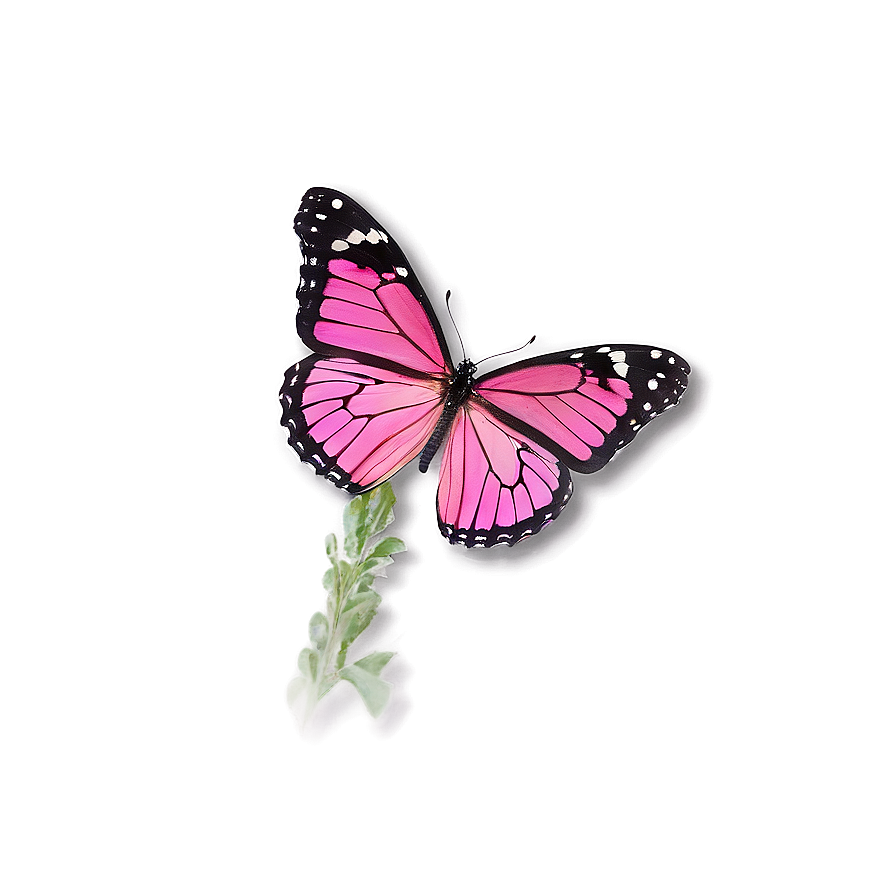 Pink Butterfly Outdoor Png 94