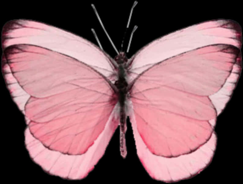 Pink Butterfly Transparent Background