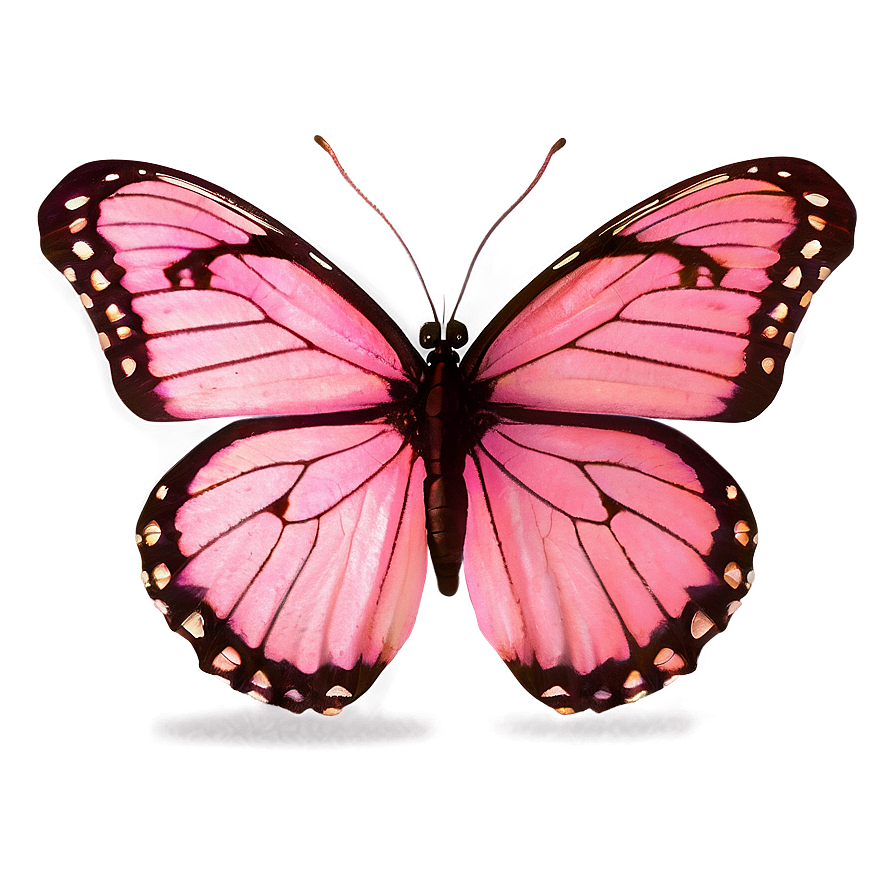 Pink Butterfly True Color Png Sxi55