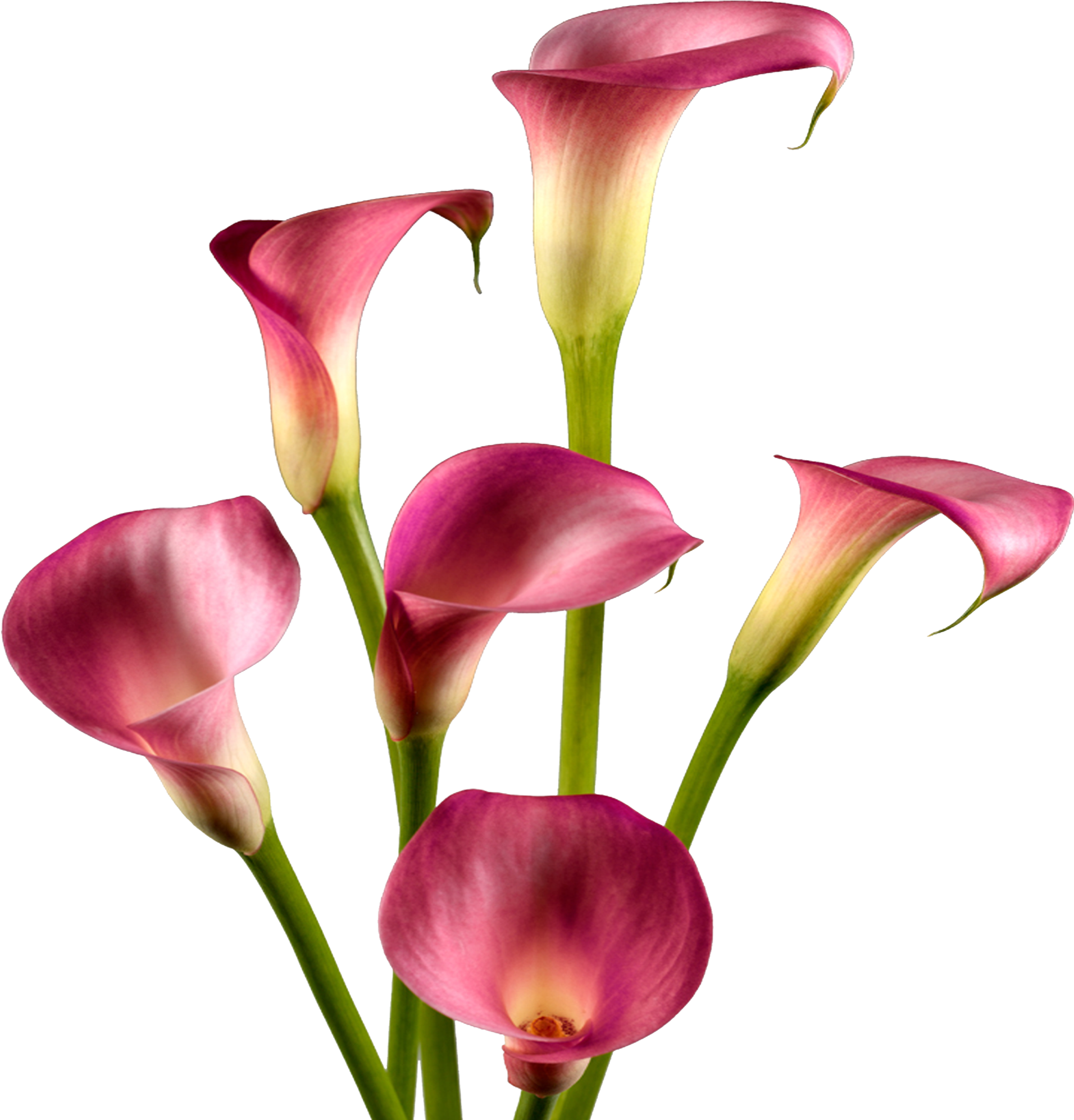 Pink Calla Lilies Floral Display