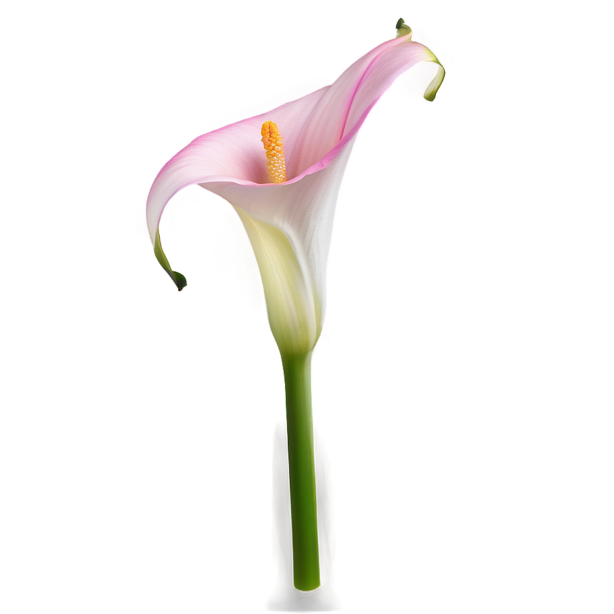 Pink Calla Lily Png Jdr