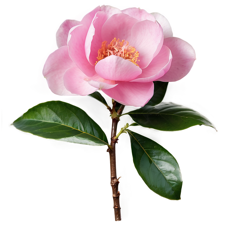 Pink Camellia Elegance Png 67