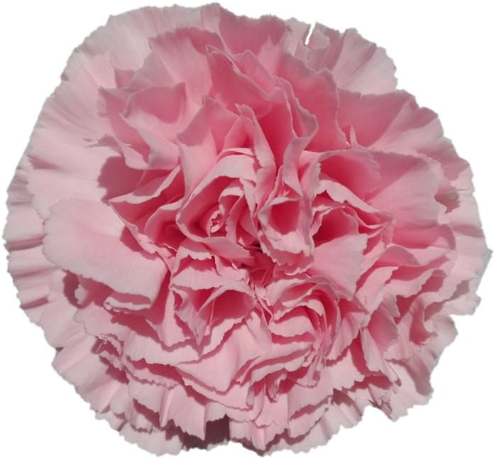 Pink Carnation Close Up