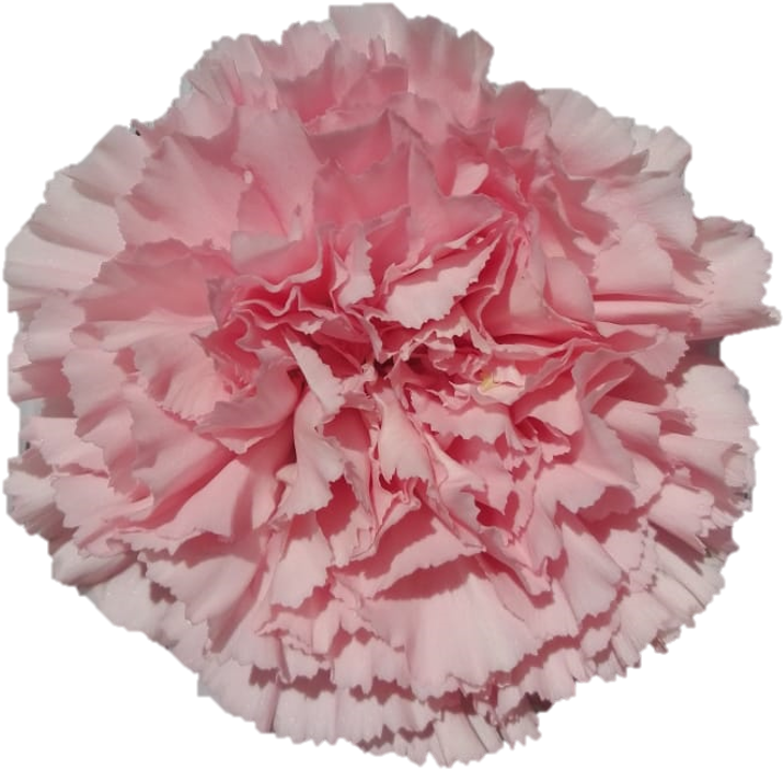 Pink Carnation Close Up