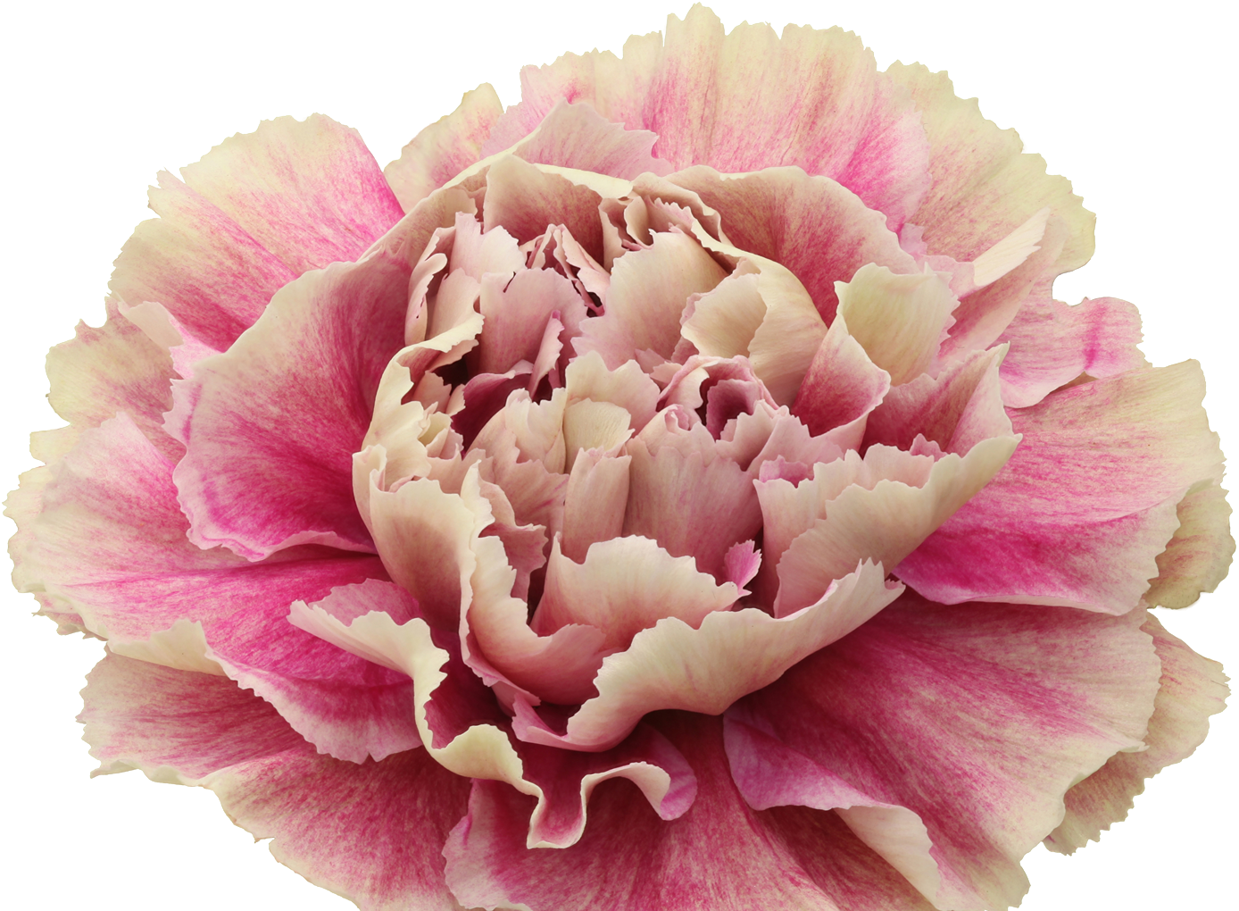 Pink Carnation Closeup.png