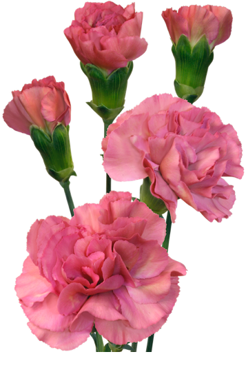 Pink Carnation Mocha Sweet